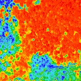 Fichtenwald mit Borkenkfern (NDVI)