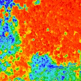 Fichtenwald mit Borkenkfern (NDVI)